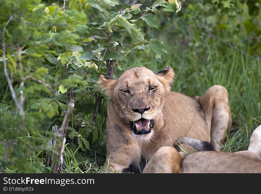 Lion family eating their prey in Kruger National park