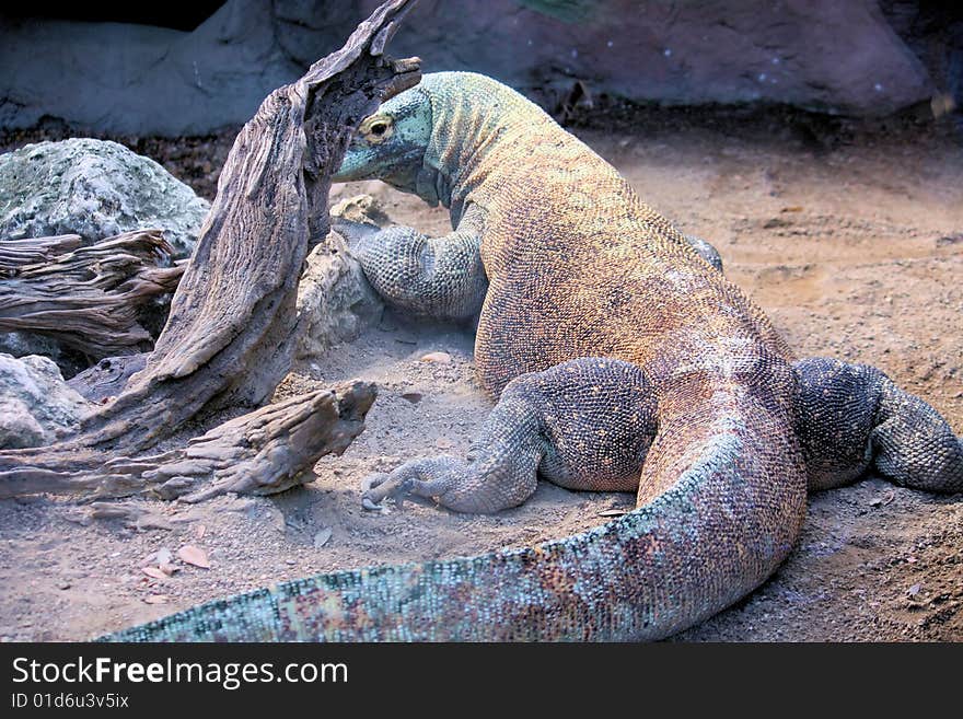 Komodo Dragon full body view