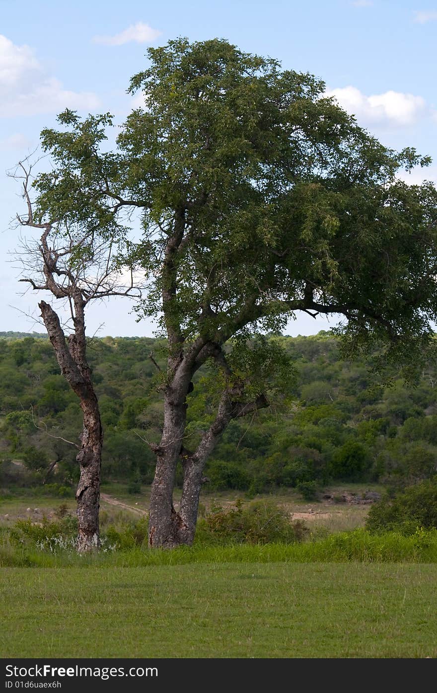 Afternoon in Kruger national park, South Africa