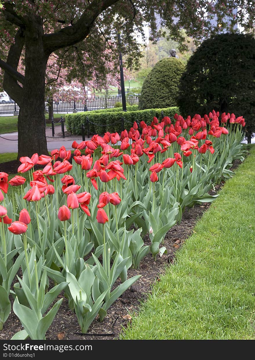 A bed of red tulips in a city park. A bed of red tulips in a city park.