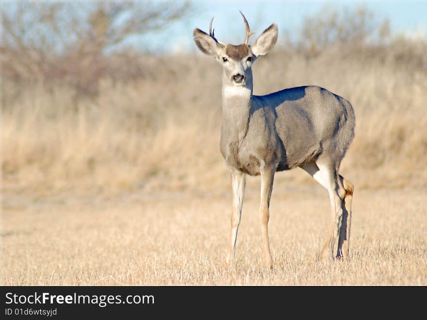 Shot of  Mule Deer Buck taken in New Mexico