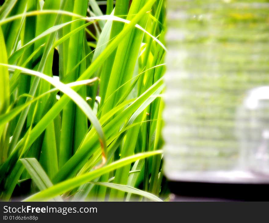 Garden Long Grass