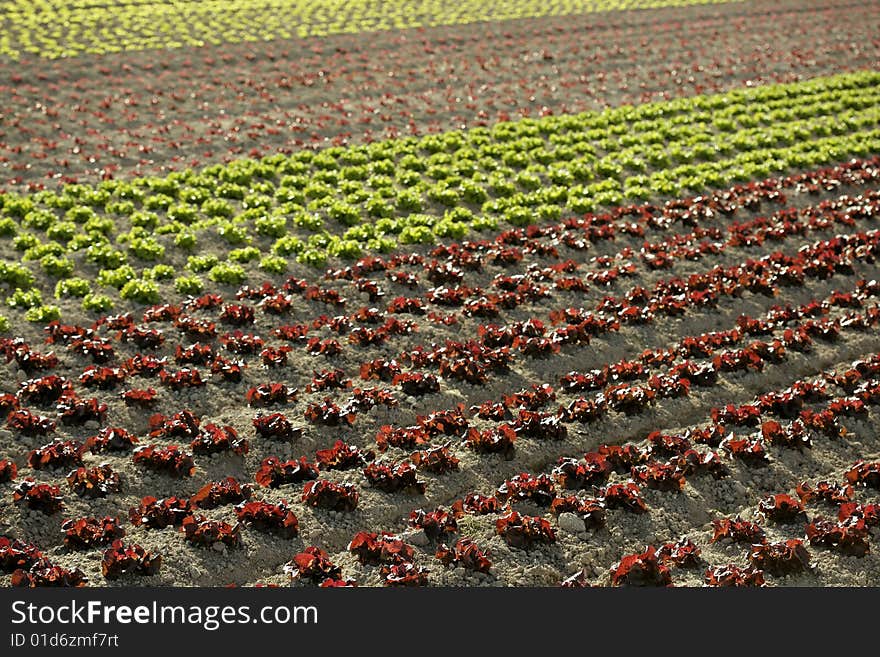 Red little baby lettuce in the fields from spain. Red little baby lettuce in the fields from spain