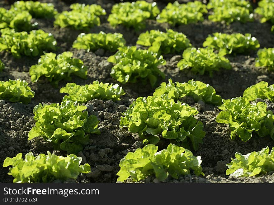 Green Lettuce Country In Spain