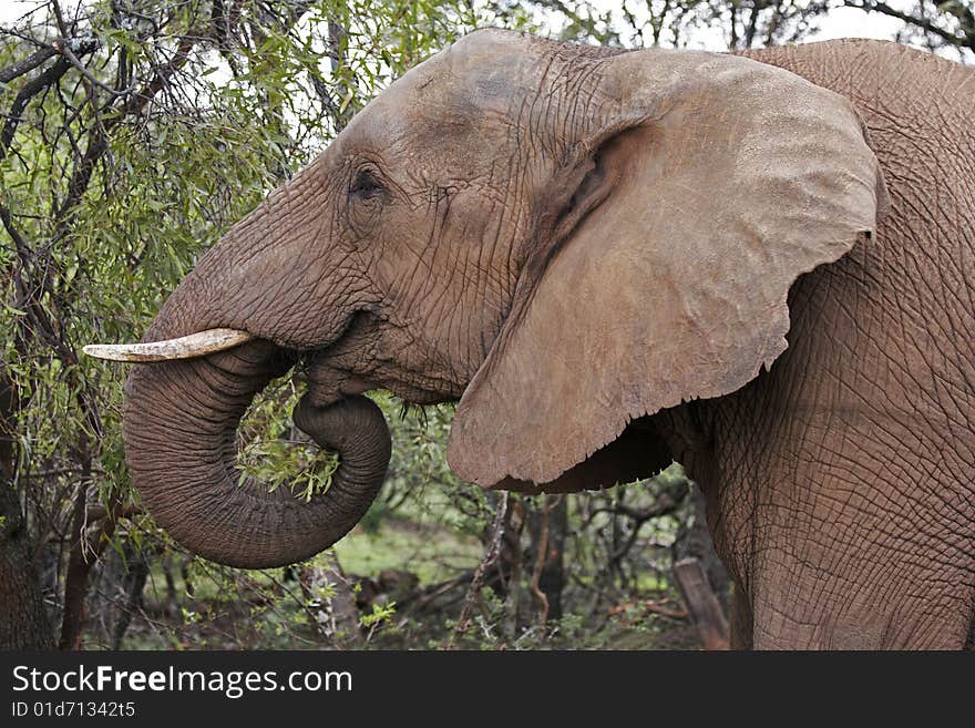 An African elephant feeding on trees