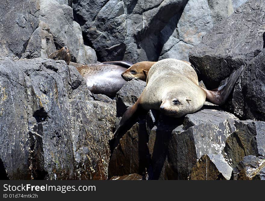 Australian Fur Seals, Tasmania, Australia