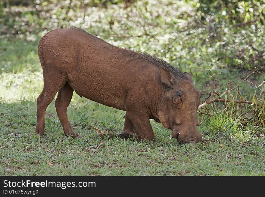 A warthog (phacochoerus aethiopicus) rooting for food. A warthog (phacochoerus aethiopicus) rooting for food.