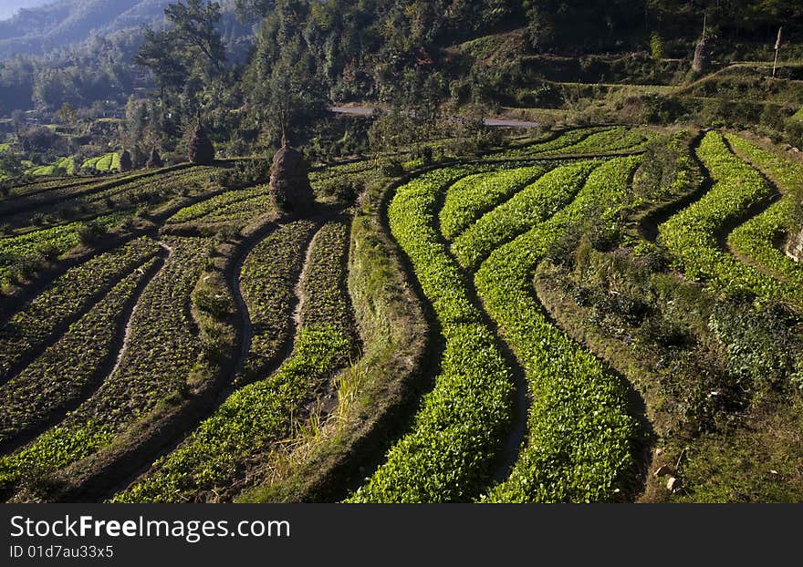 Terraces in the south of china