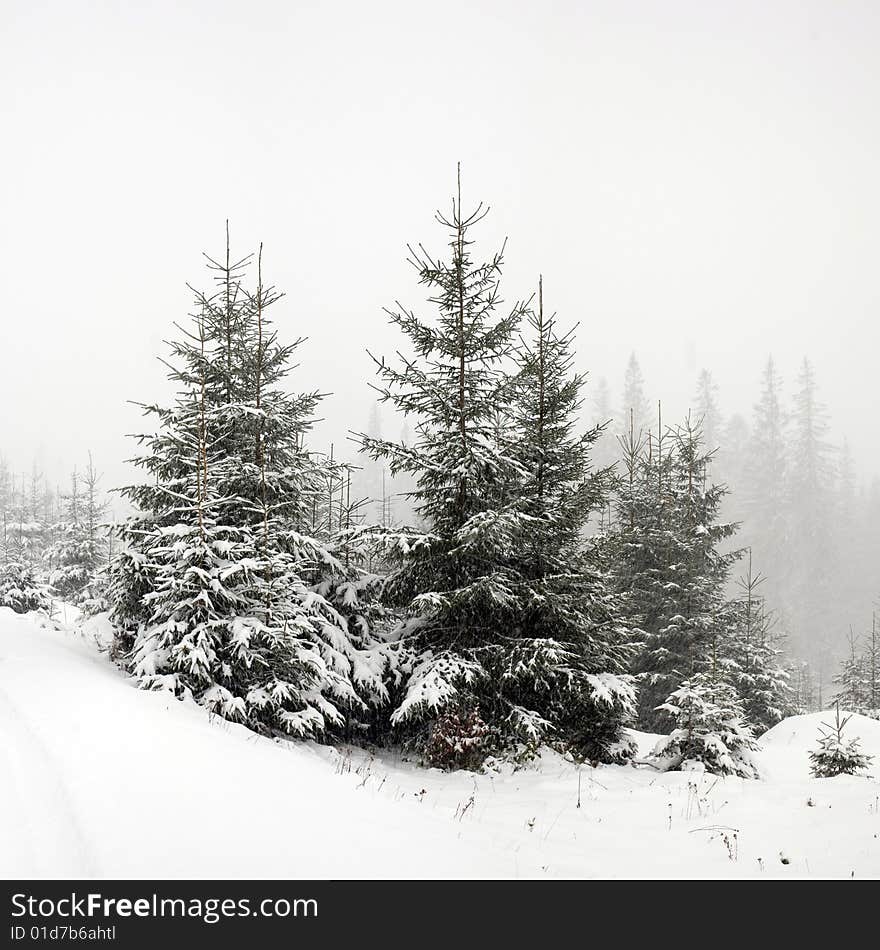 Nature: green firtrees covered with snow in a forest. Nature: green firtrees covered with snow in a forest