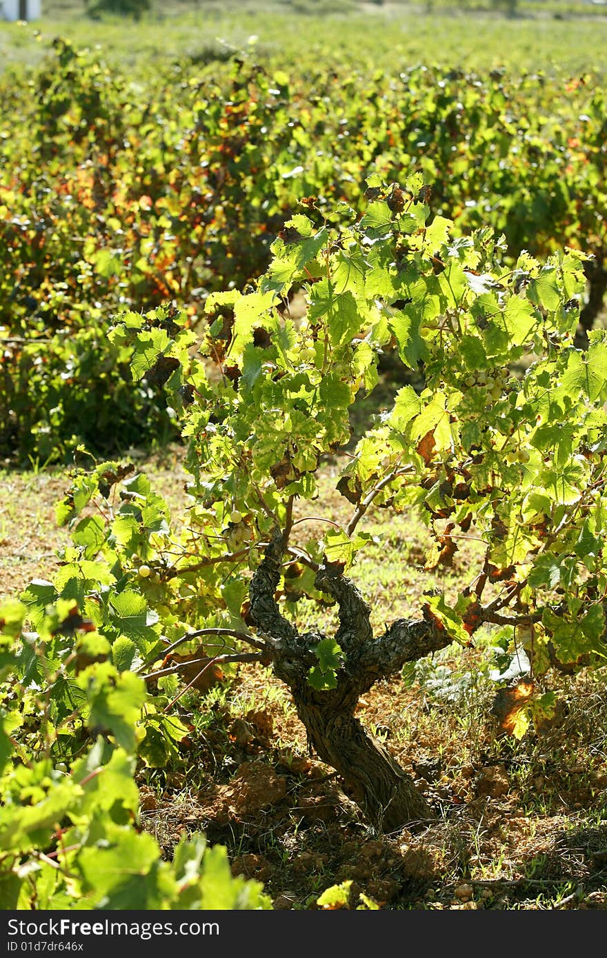 Vineyard in the morning, grape fields in mediterranean Spain. Vineyard in the morning, grape fields in mediterranean Spain