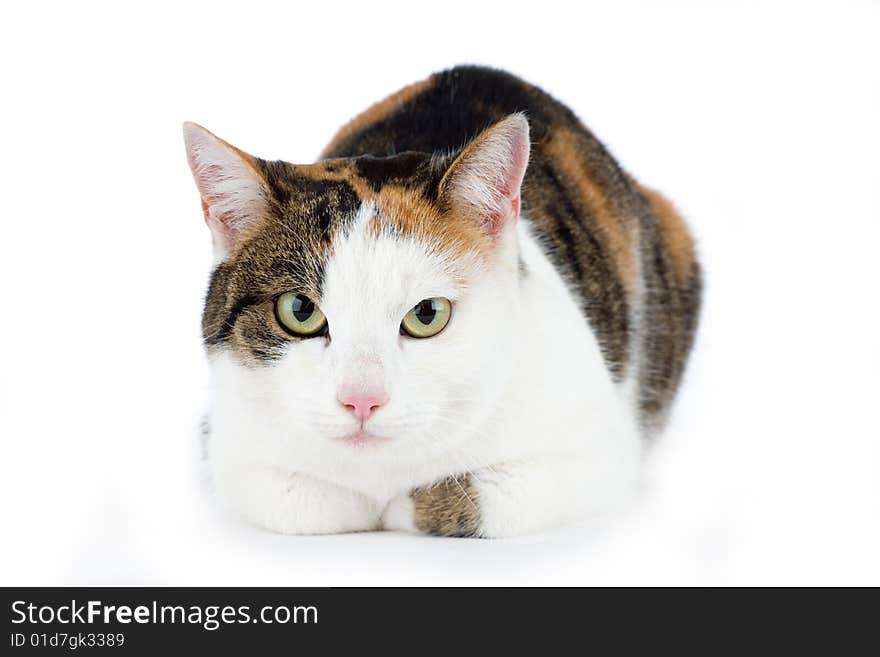 Spotted cat, isolated on white background