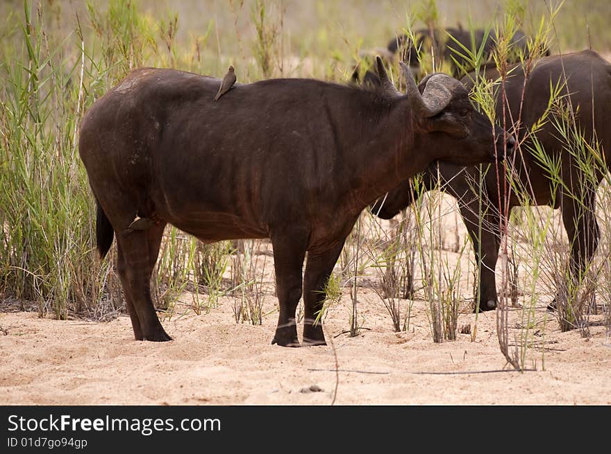 Buffalo bull in Kruger park