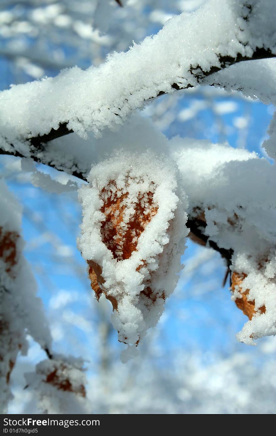 Idyllic snowy leaf on a branch