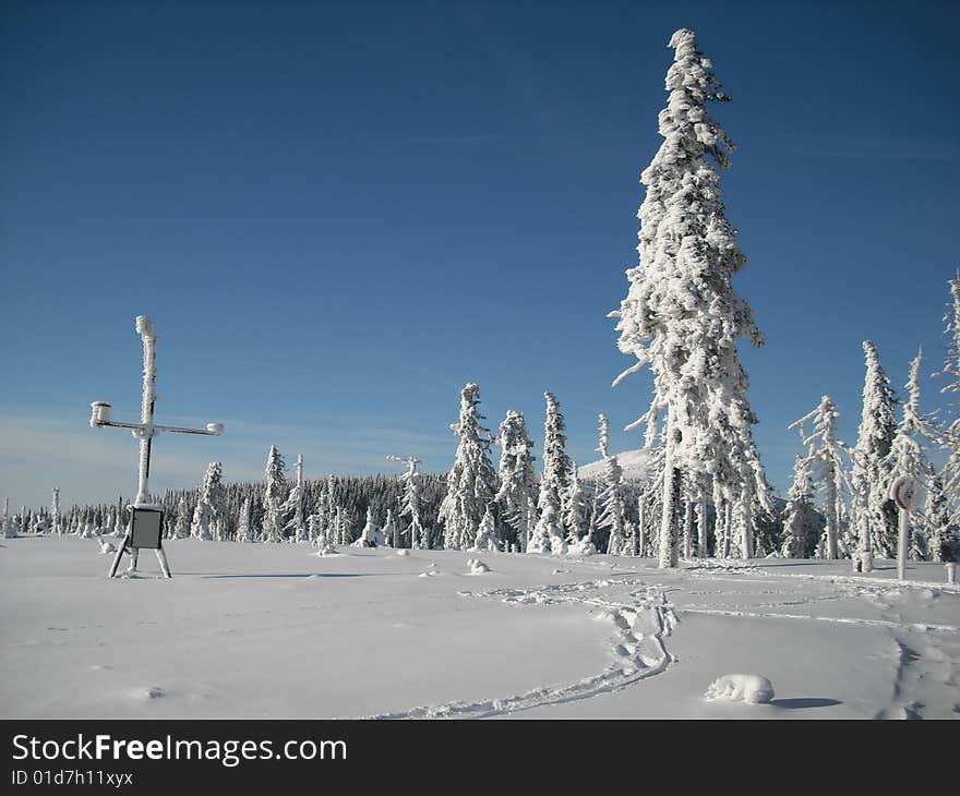 Snow on the trees