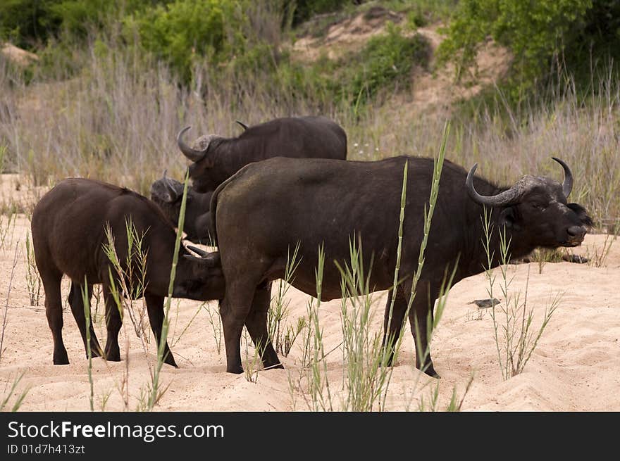 Buffalo bull in Kruger park