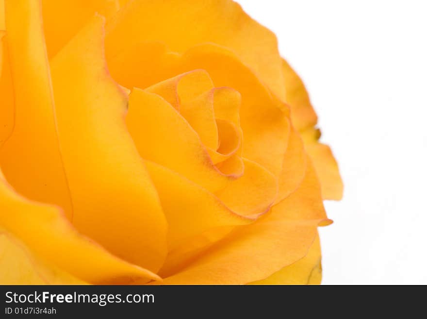 Close up of yellow rose