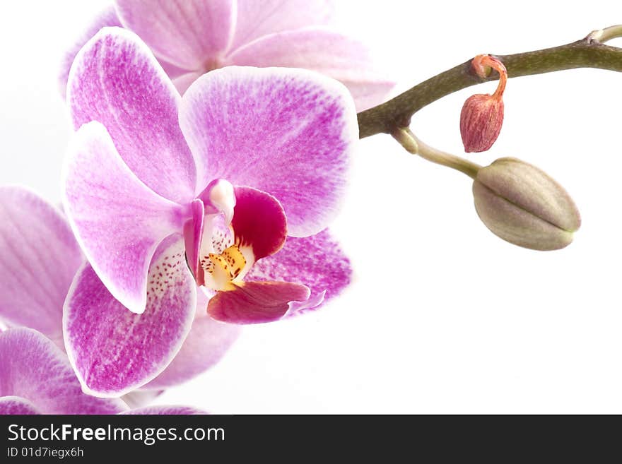 Pink Orchid