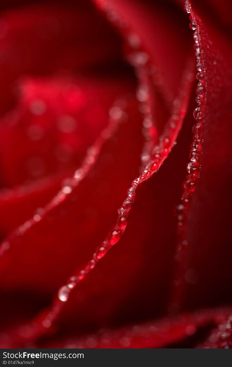 Macro of red rose petals