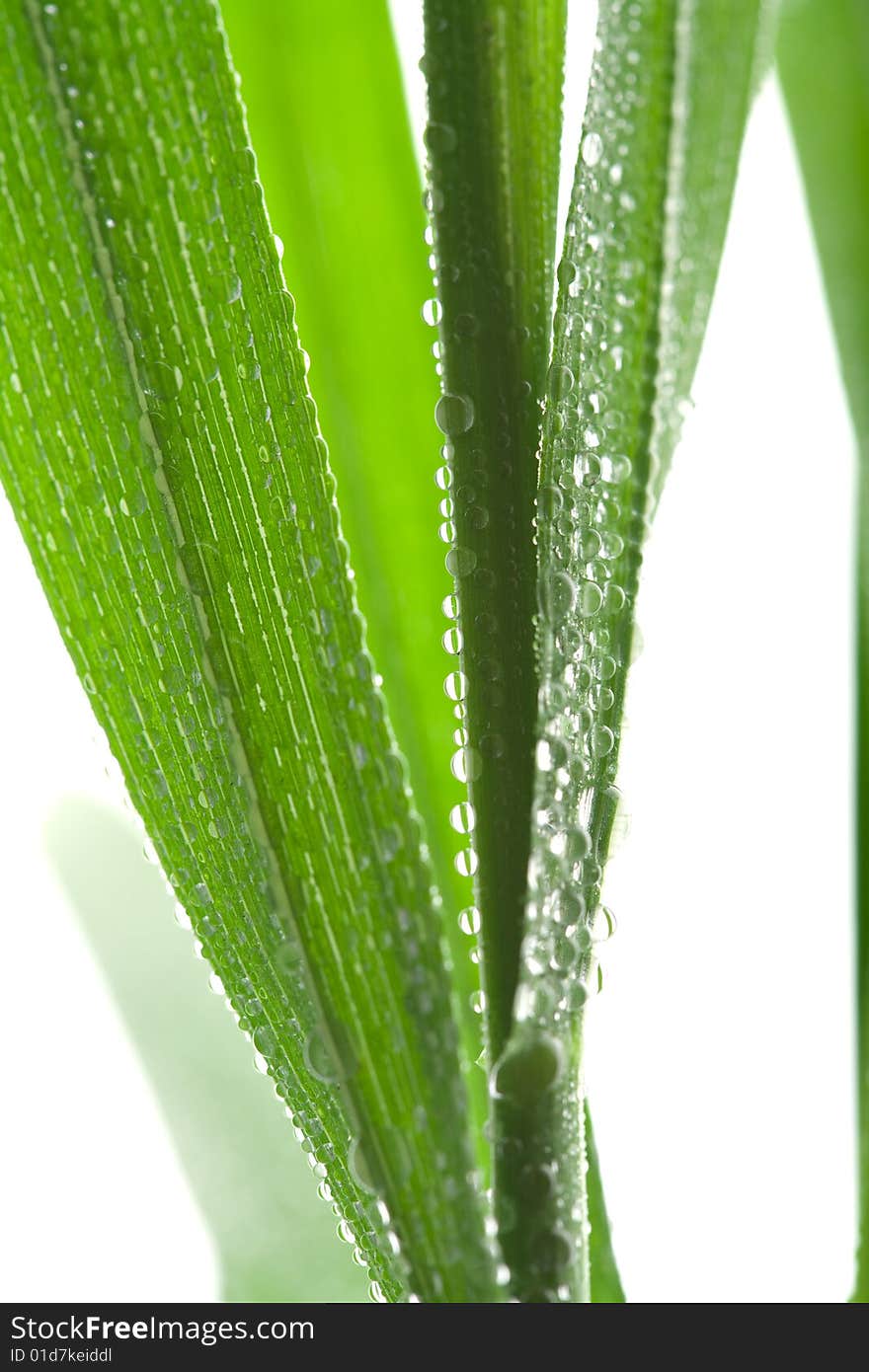 Fresh wet grass isolated on white