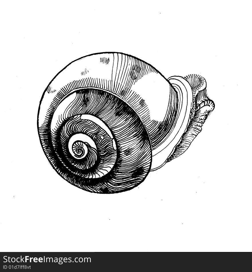 Nautilus