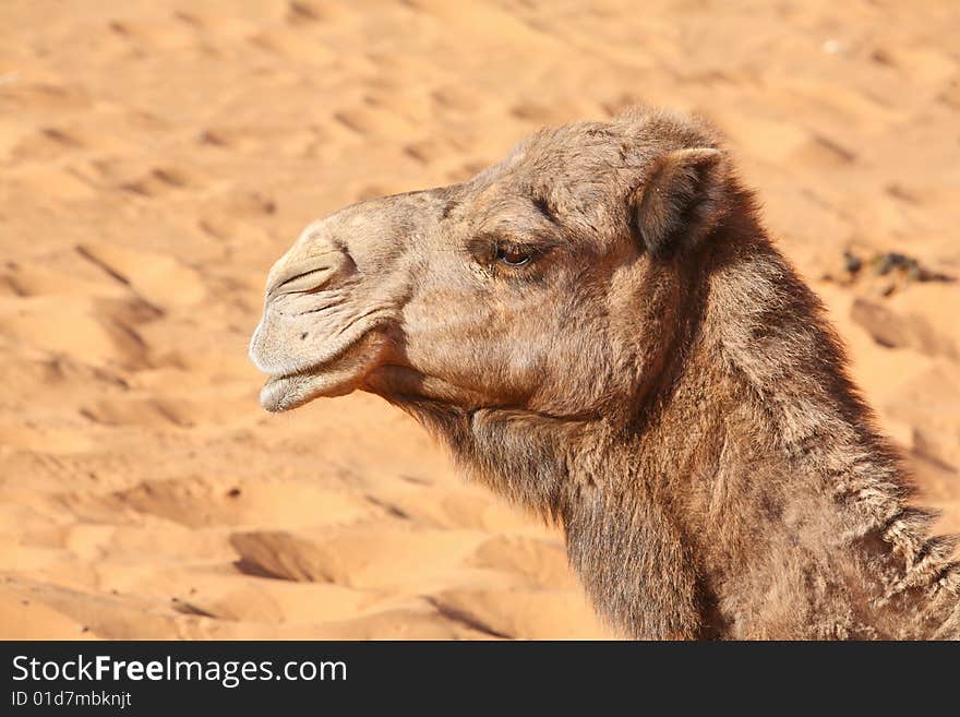 Camel head against the desert background