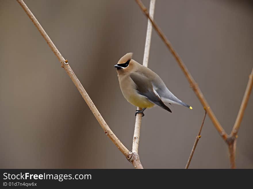 Cedar Waxwing (Bombycilla cedorum cedorum) on branch.