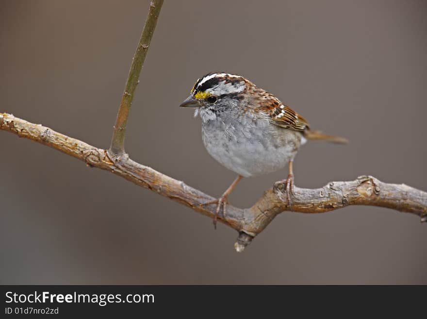 White-throated Sparrow (Zonotrichia albicollis), white-stripe morph in molt sitting on small tree.