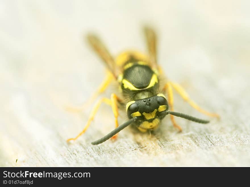 Boreal Yellojacket, Vespula Austriaca