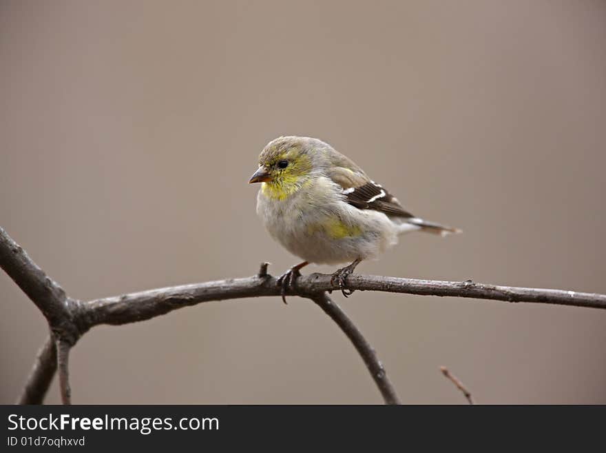 American Goldfinch (Carduelis tristis tristis)