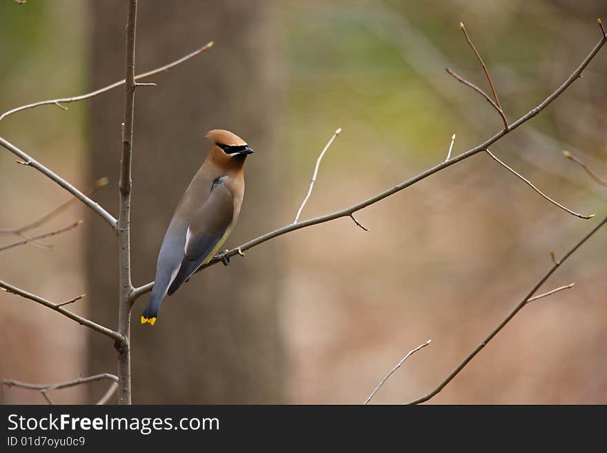 Cedar Waxwing (Bombycilla cedorum cedorum) on branch.