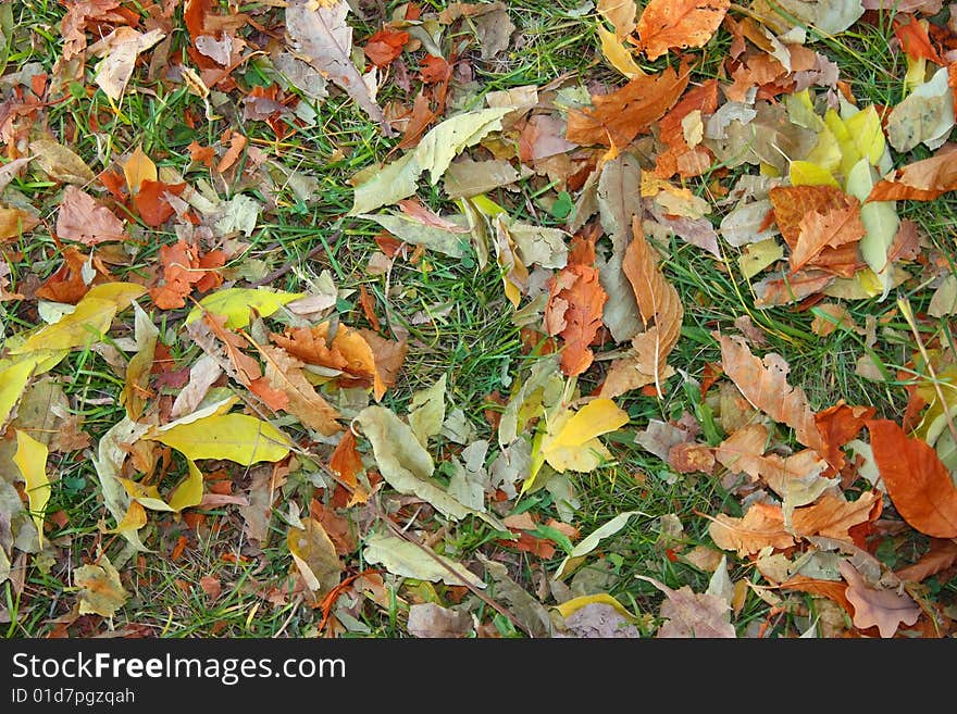 Autumn leaves on green grass to backrground