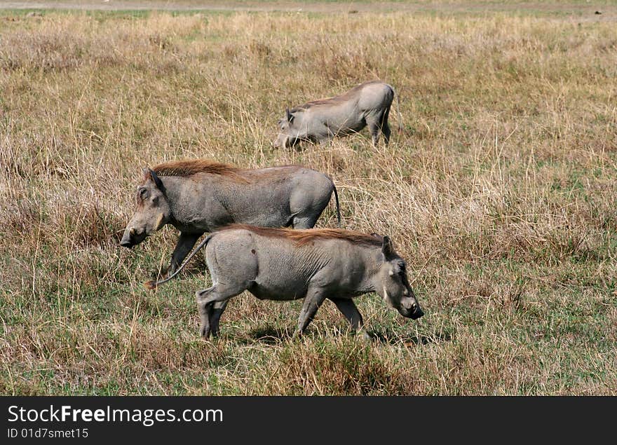 Three warthogs digging in the dirt for food