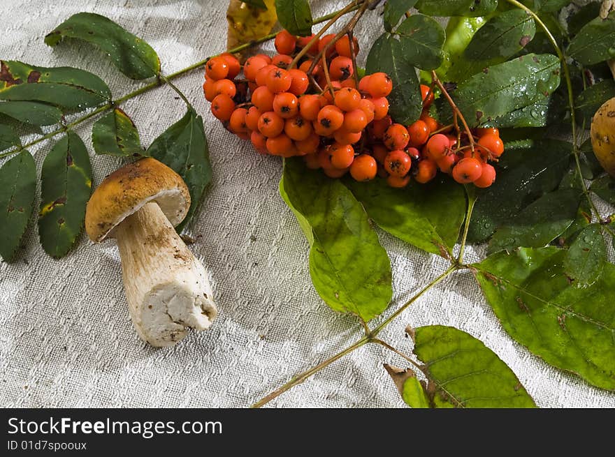 Mushroom And Viburnum