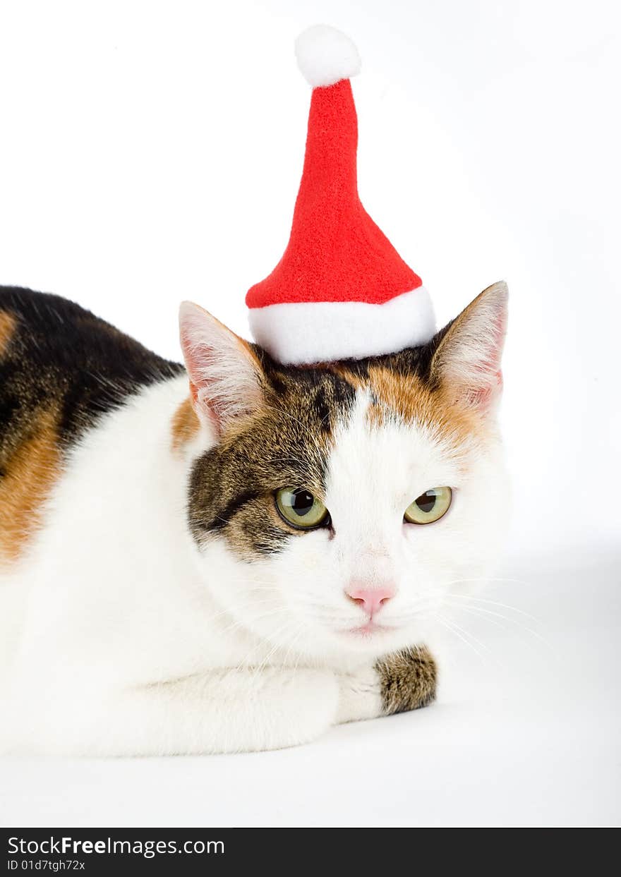 Spotted cat and a santa hat