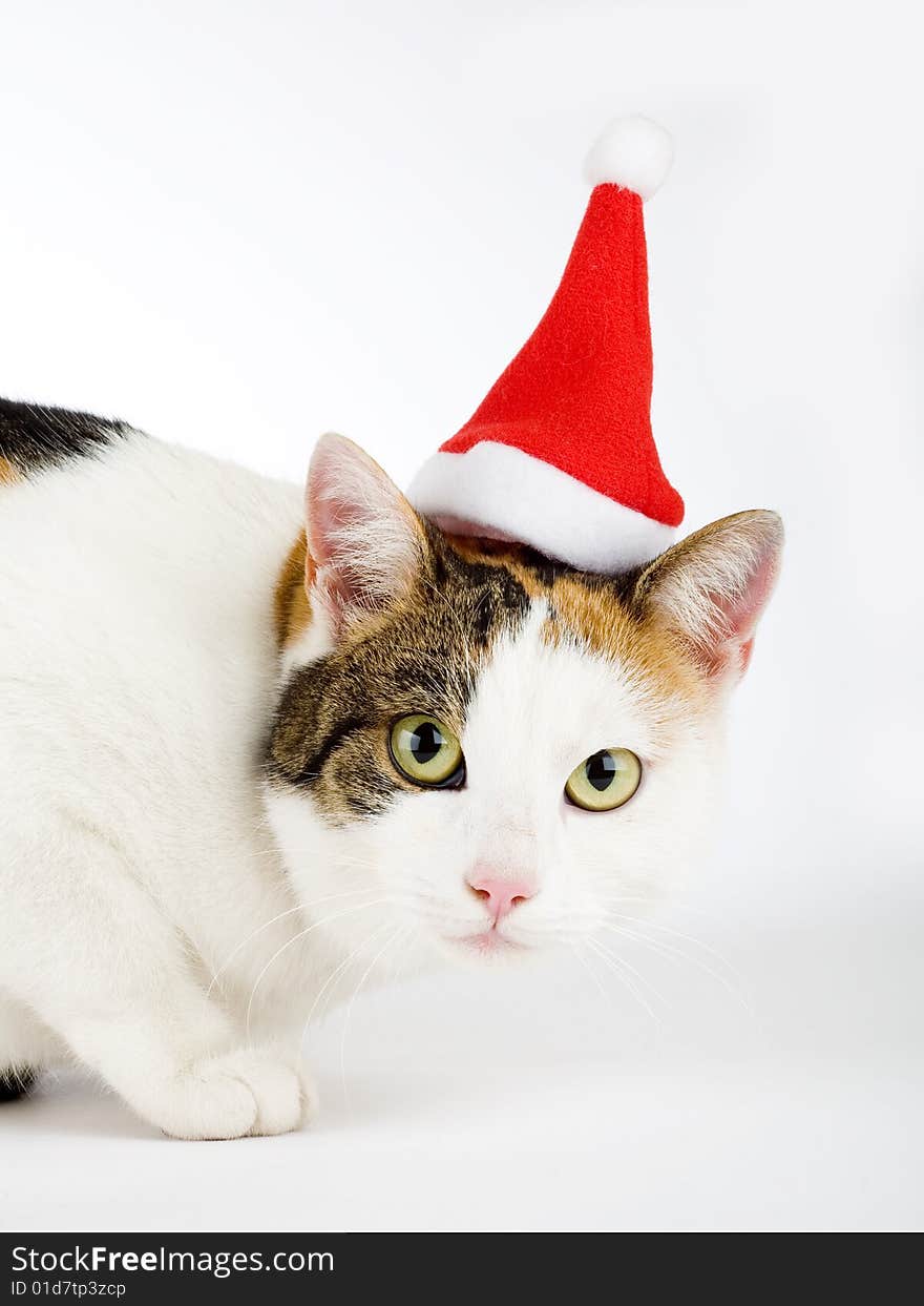 Spotted cat and a santa hat