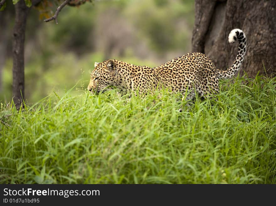 Leopard in tall grass