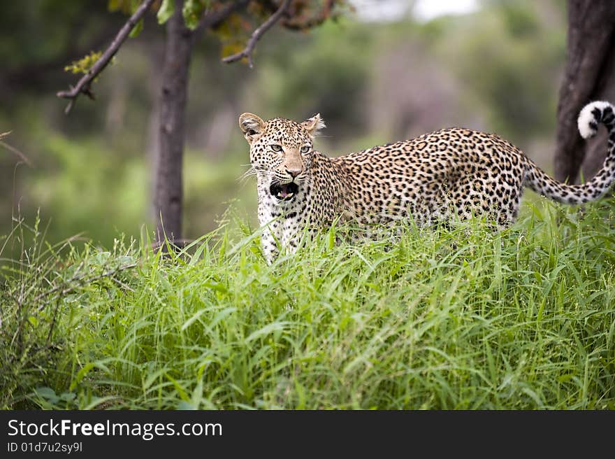 Leopard In Tall Grass