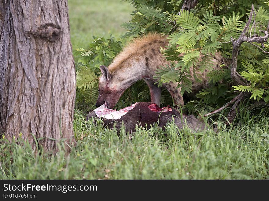 Hungry hyena are eating dead animal