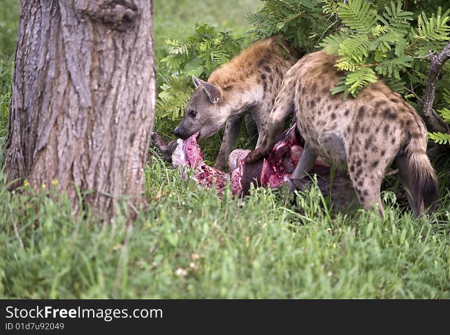 Two Hungry hyenas are eating dead animal