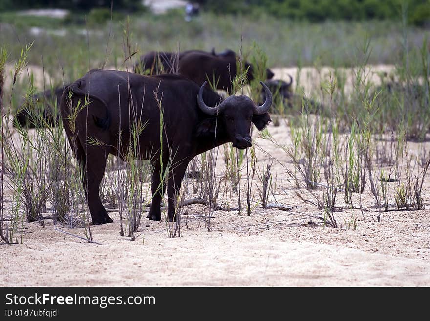 Buffalo bull in Kruger park