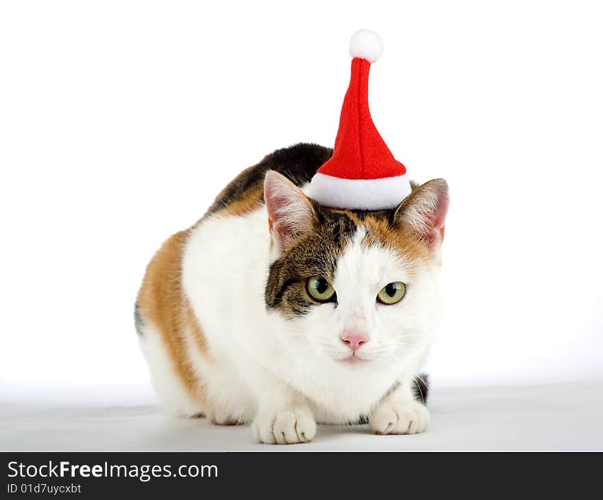 Spotted cat and a santa hat