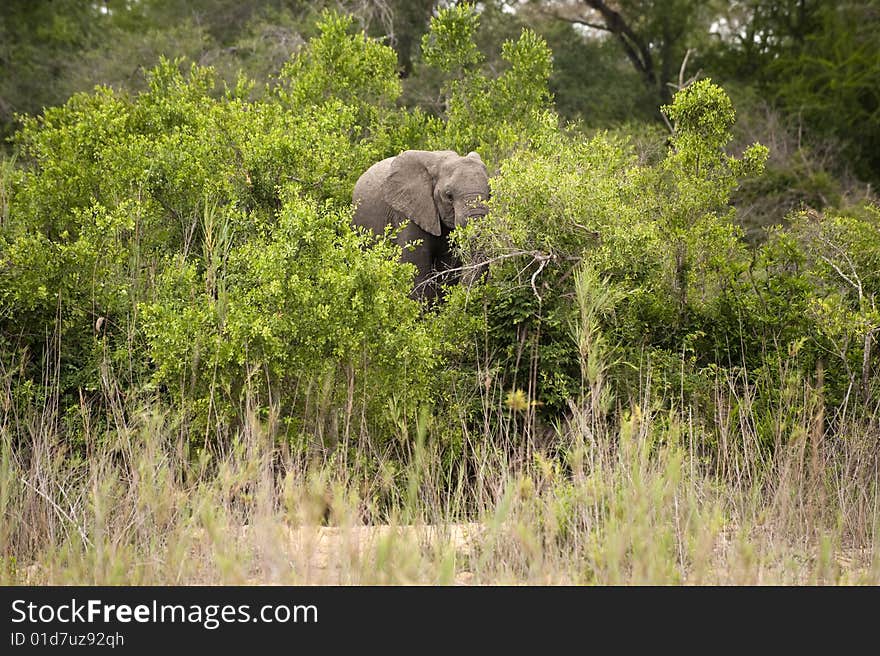 Elephant in Kruger Park