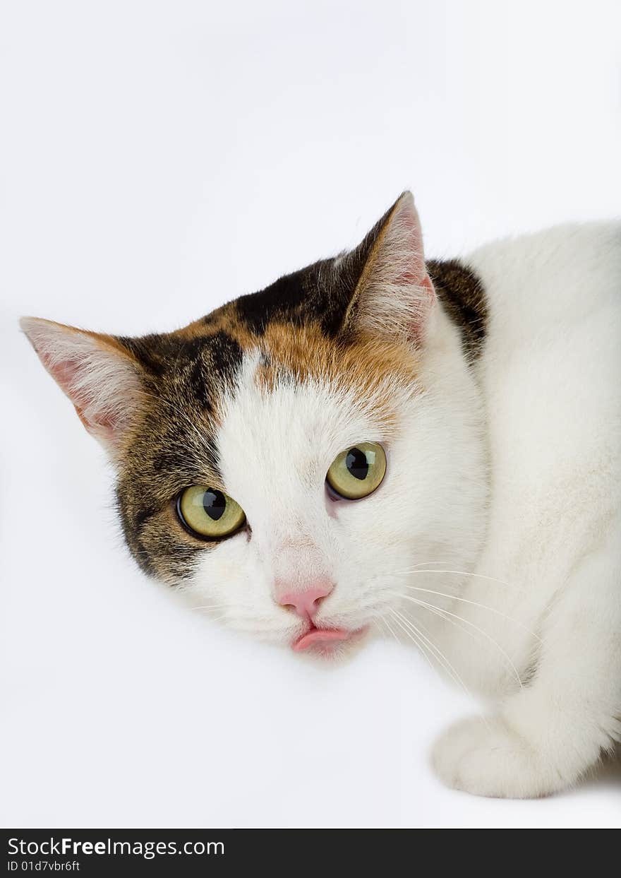 Spotted cat, isolated on white background