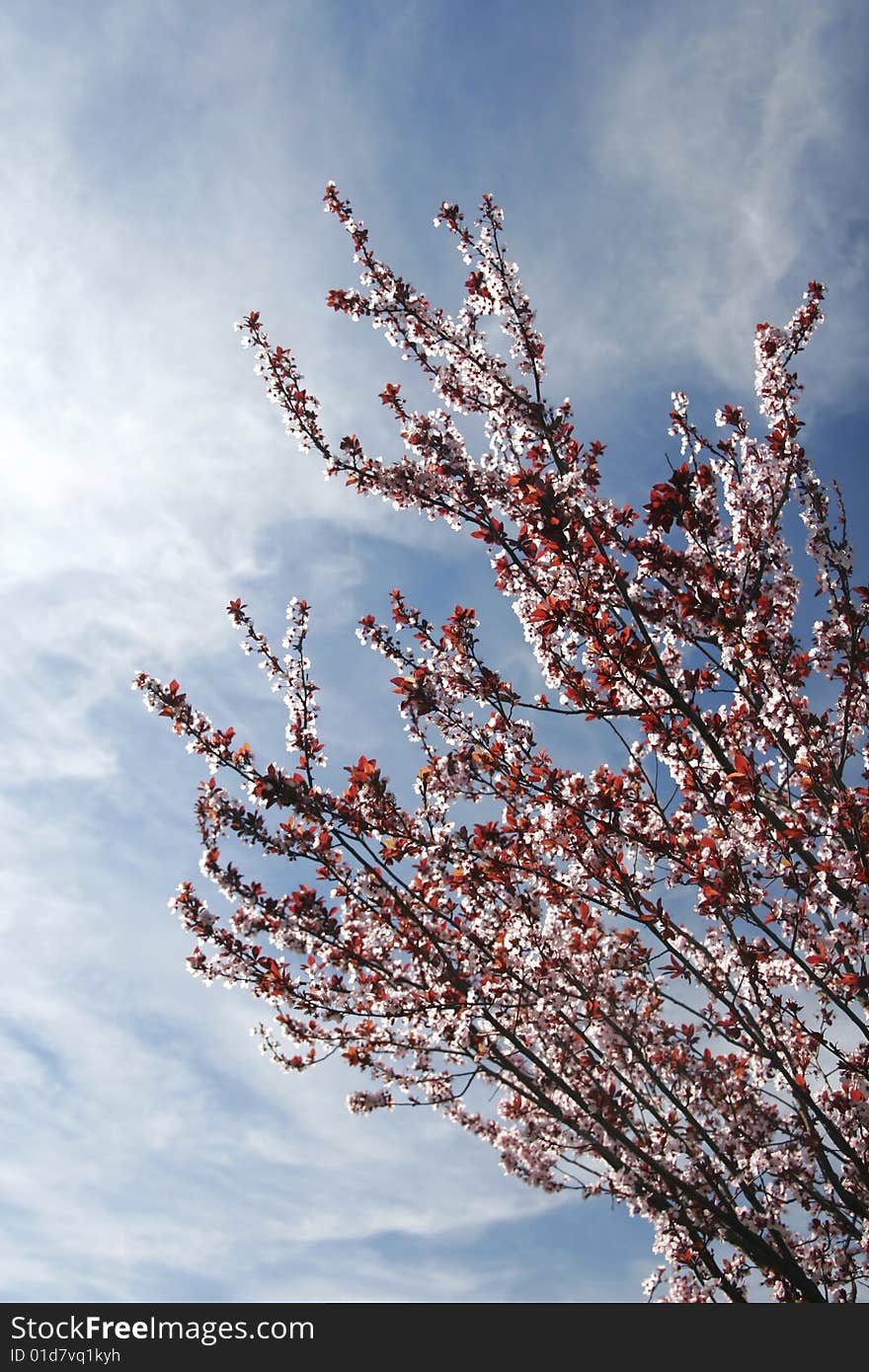 Flowering spring tree in a sunny day. Flowering spring tree in a sunny day