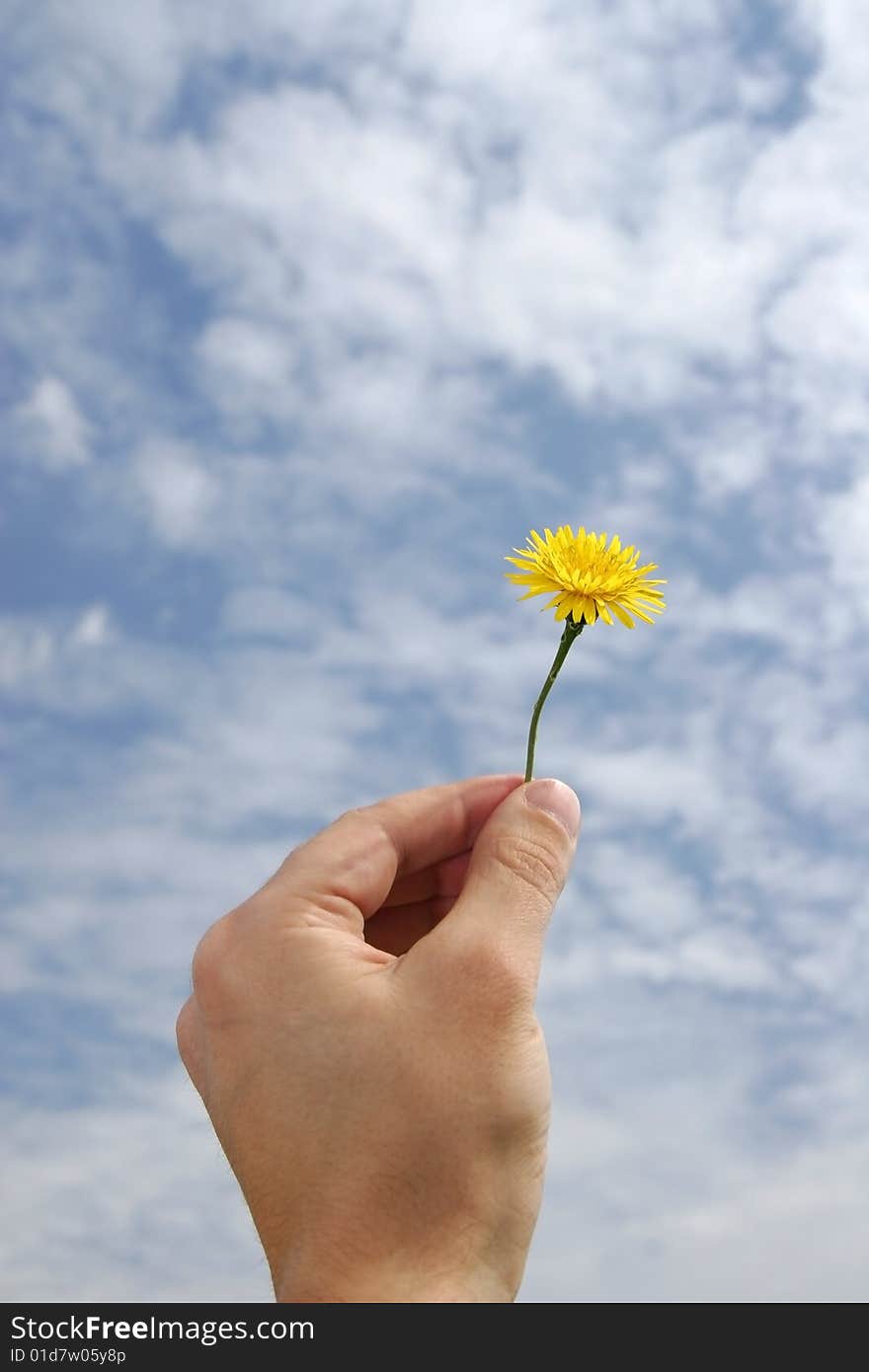 Hand holding a flower in a cloud spring day. Hand holding a flower in a cloud spring day