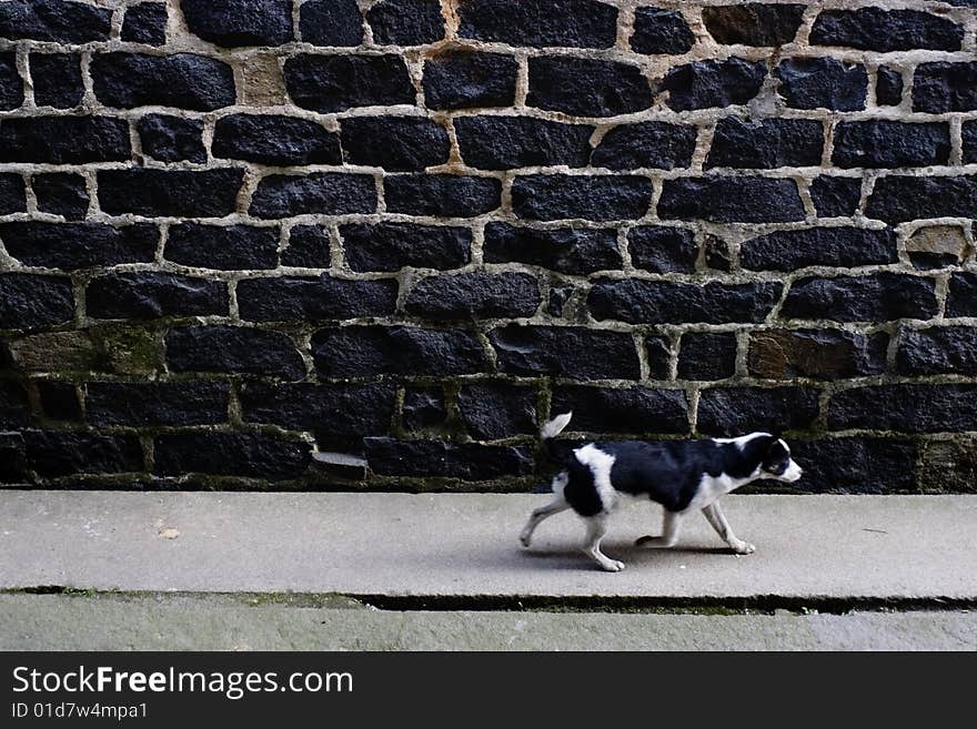 A dog walking in the road. A dog walking in the road