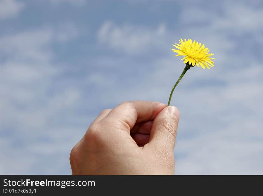 Hand holding a flower in a cloud spring day. Hand holding a flower in a cloud spring day