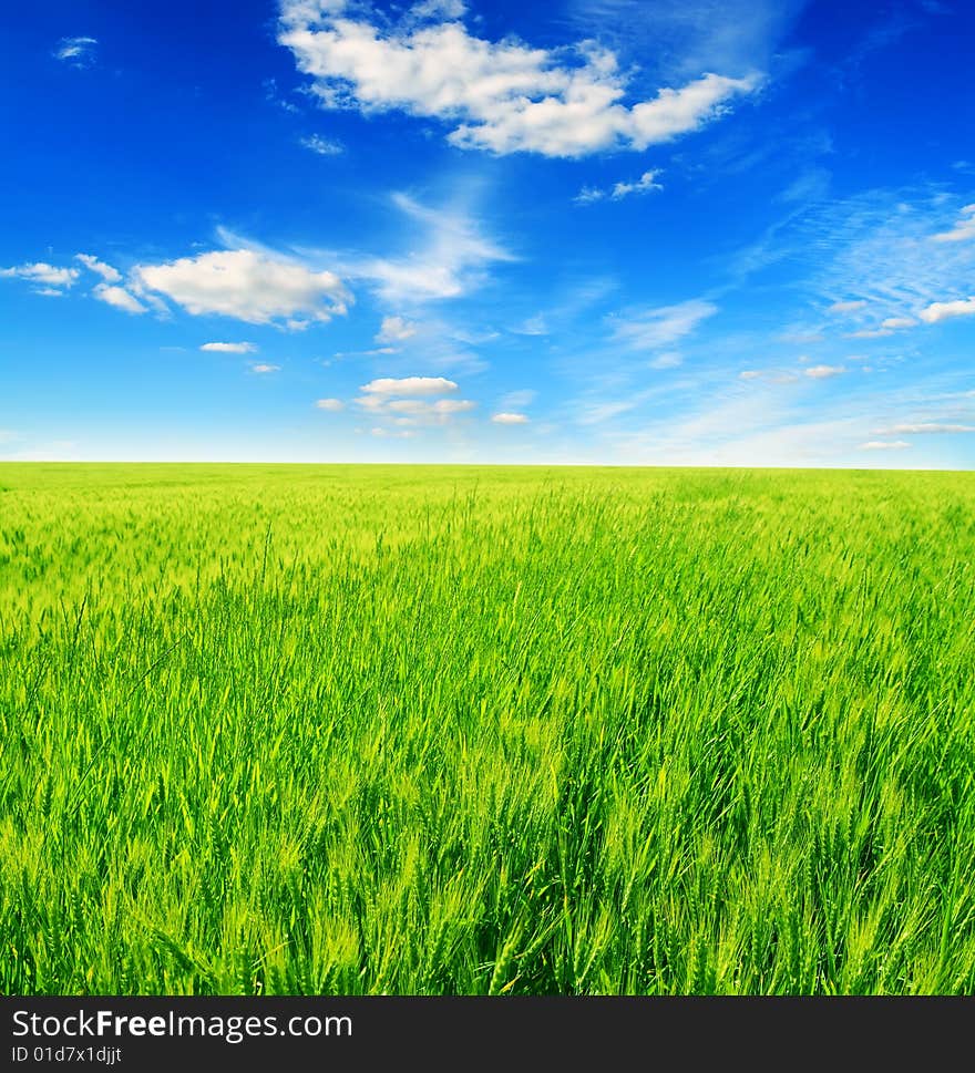 Field of green grass and blue sun sky