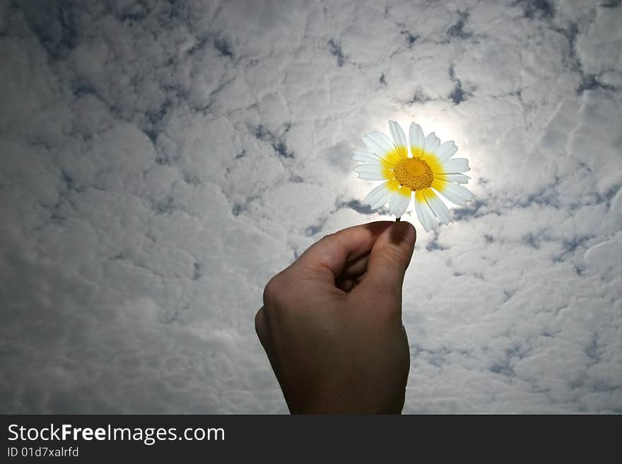 Hand holding a flower in a cloud spring day. Hand holding a flower in a cloud spring day