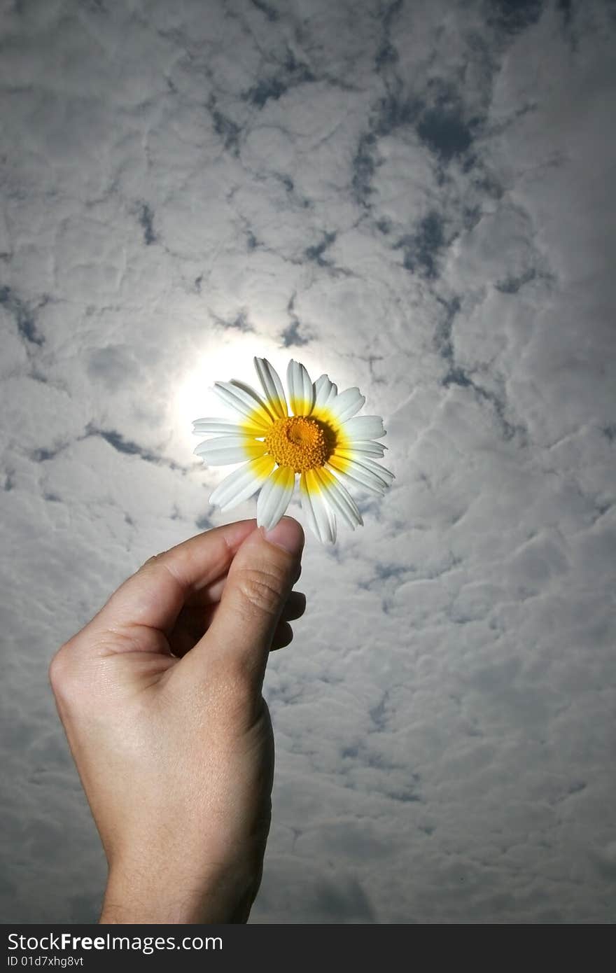 Hand holding a flower in a cloud spring day. Hand holding a flower in a cloud spring day